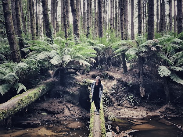 The Redwoods Otways 4