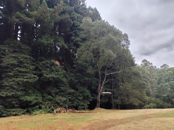 The Redwoods Otways 3