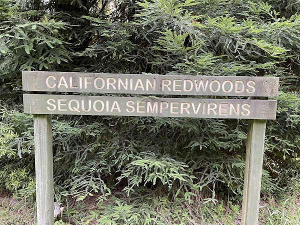 The Redwoods Otways 2