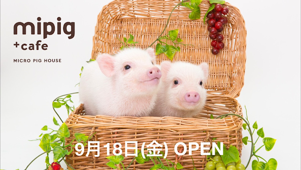 mipig cafe Osaka 4