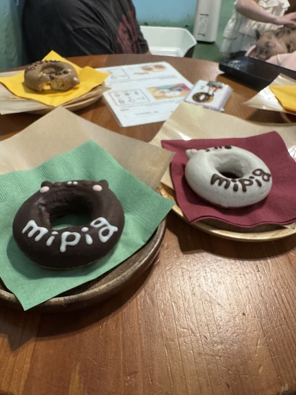 mipig cafe Osaka 3