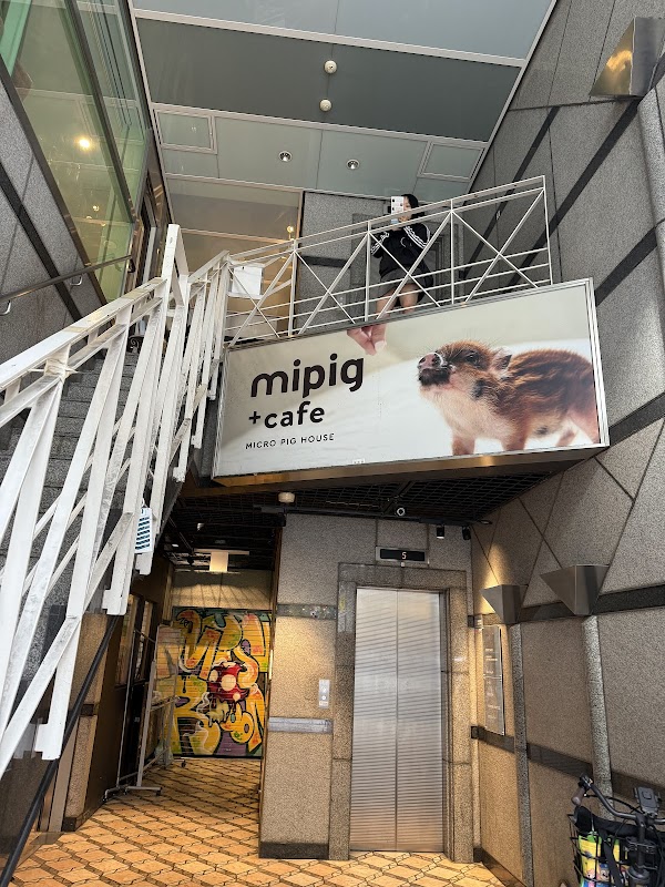 mipig cafe Osaka 2