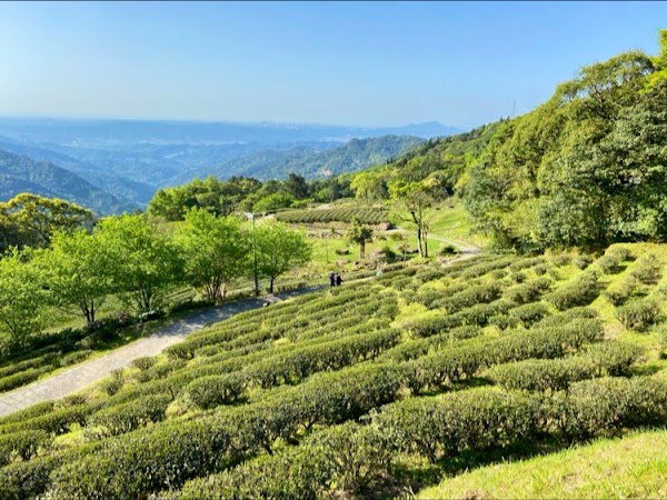 Xiongkong Tea Garden 1