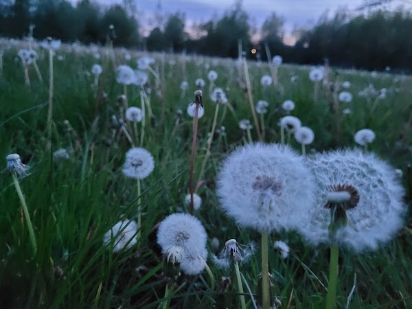 Van Gogh - Roosegaarde Cycle Path 2
