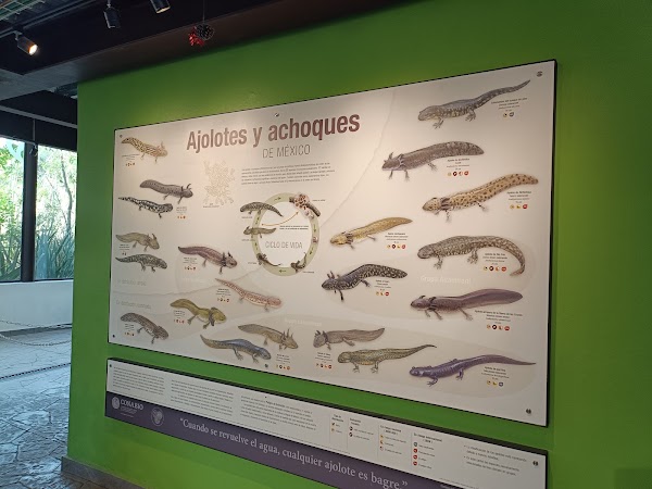 ANFIBIUM: Museo del Axolote y Centro de Conservación de Anfibios 1