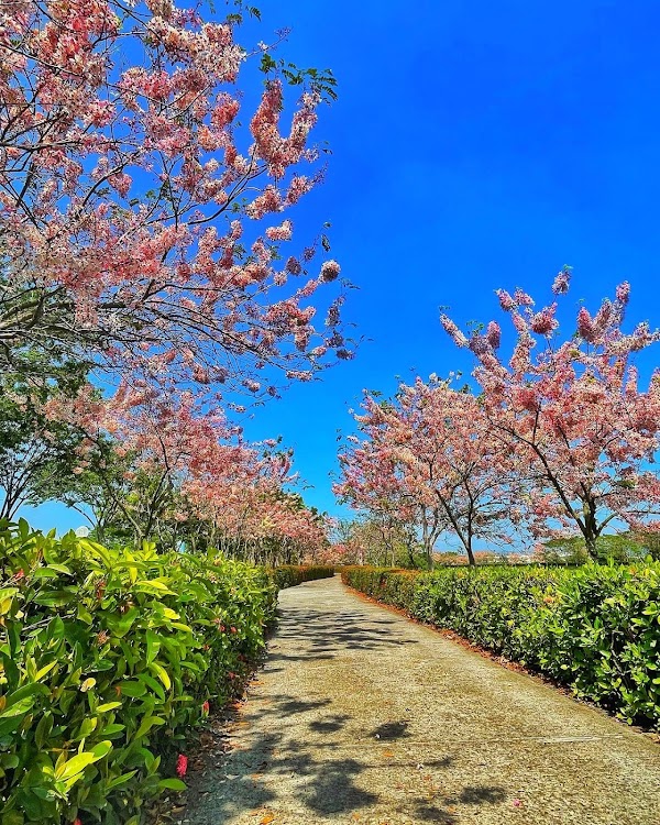 高科花旗木環湖步道