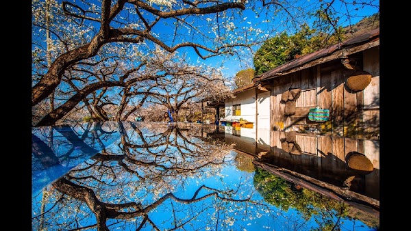 外坪頂蔡家梅園