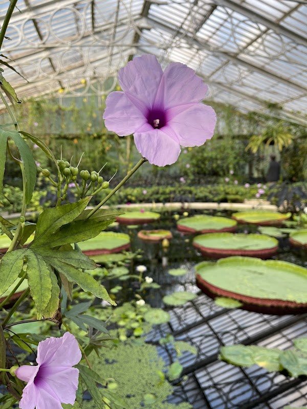 Waterlily House 3