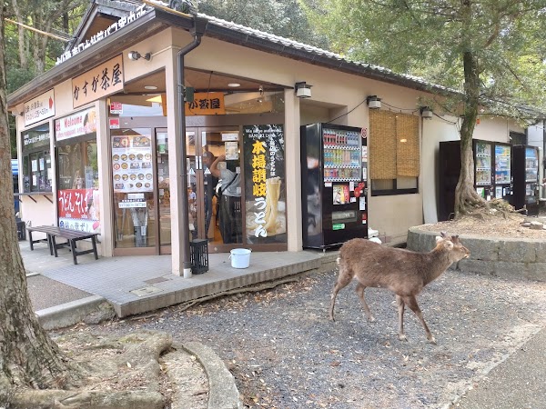 Kasuga Chaya 4