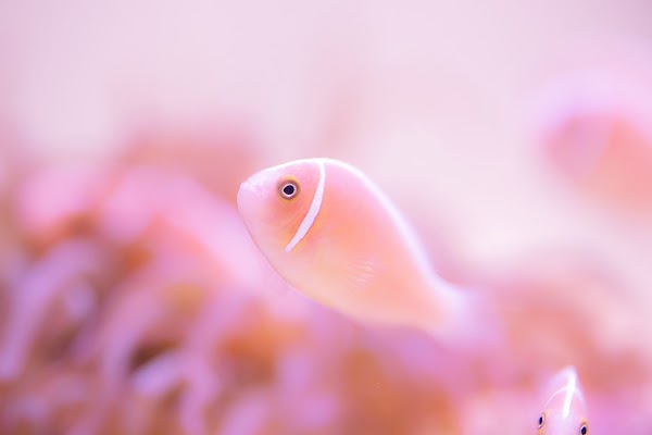 Toba Aquarium 1