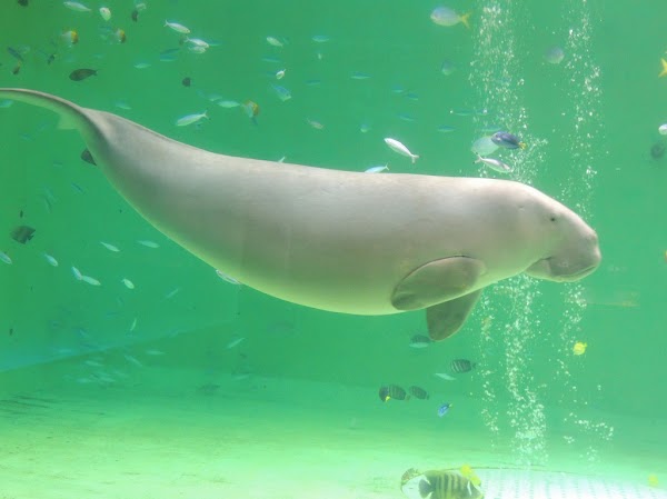 Toba Aquarium 2