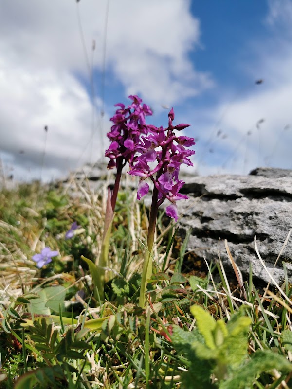Burren National Park 3