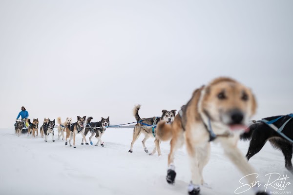 The Iditarod
