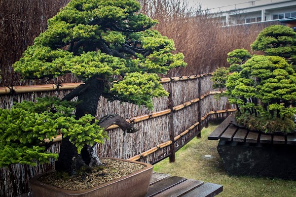 Omiya Bonsai Art Museum 1