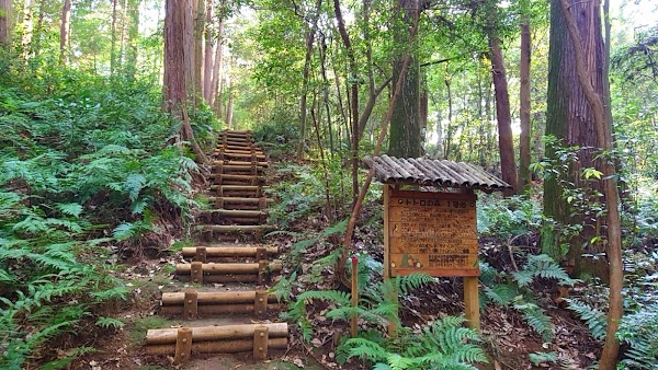 Totoro’s Forest No. 1 1