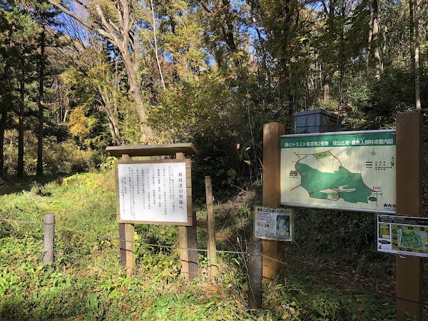 Totoro’s Forest No. 1 2