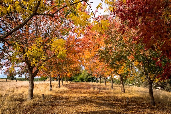 Golden Valley Tree Park 1