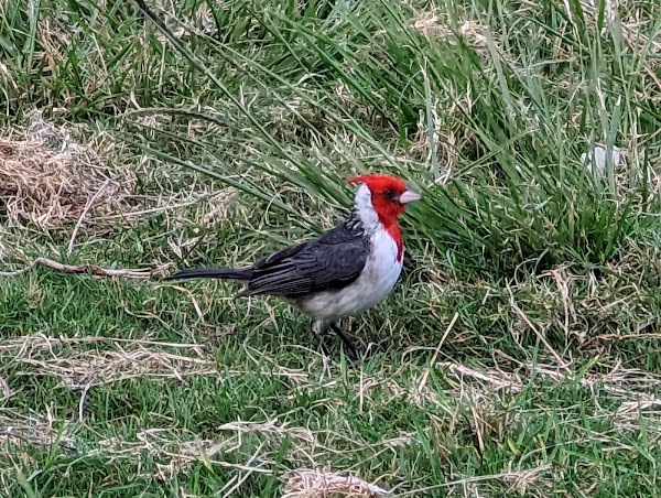 Kualoa Regional Park 2