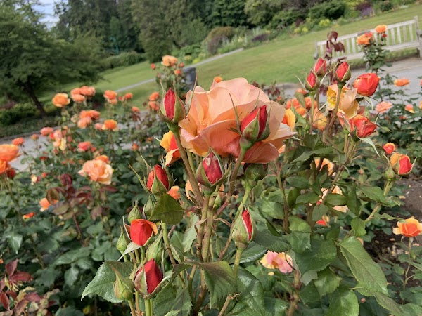 Stanley Park Rose Garden 2