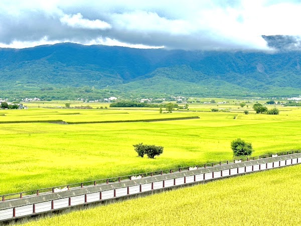 池上稻田俯瞰點