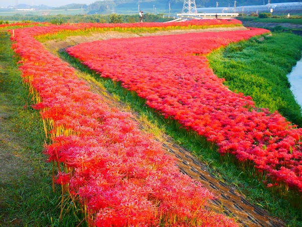 Spider Lily Festival in Handa City