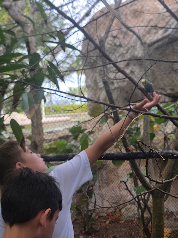 Aviary 2