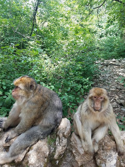 Monkey Forest
