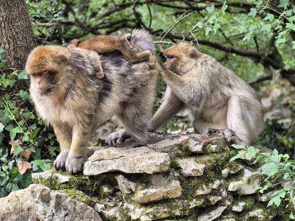 Monkey Forest 5