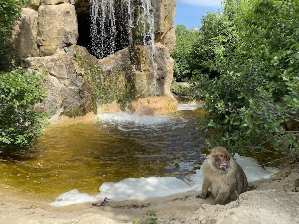 Monkey Forest 4