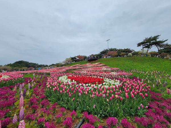 Taean Tulip Festival 5