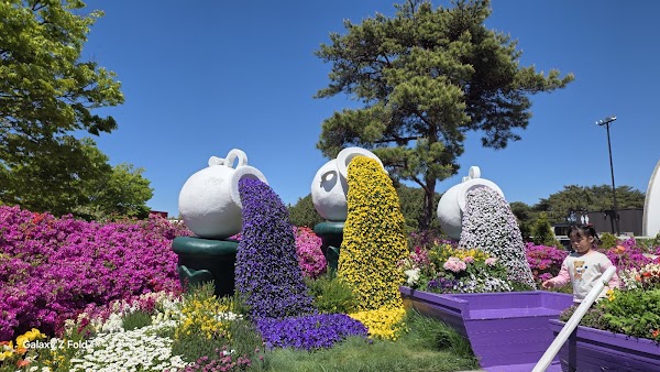 Taean Tulip Festival 4