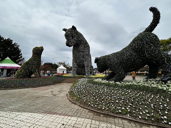 Taean Tulip Festival 3