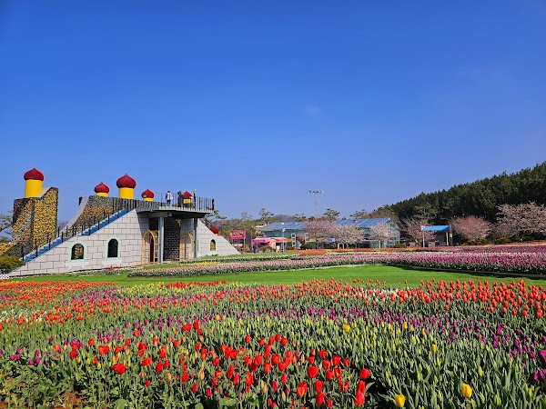 Taean Tulip Festival 2