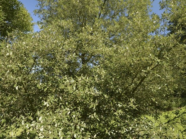 Ravenscourt Park 2