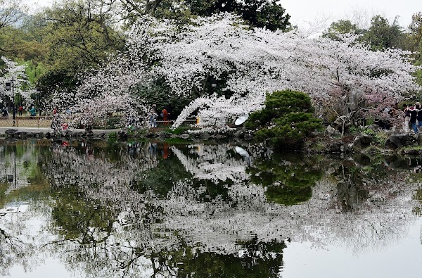 Hongyuchi
