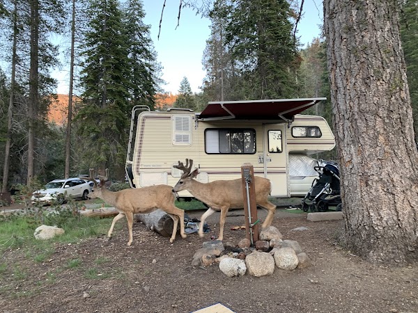 Lodgepole Campground 1