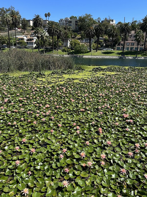 Echo Park Lake 2