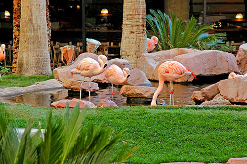 Flamingo Las Vegas 1