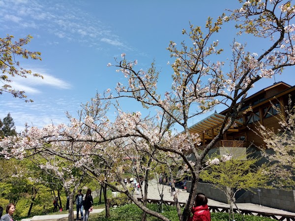 Alishan Sakura Trail