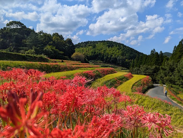 Yoshibi Rice Terraces 1