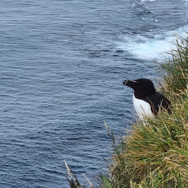 Látrabjarg 2
