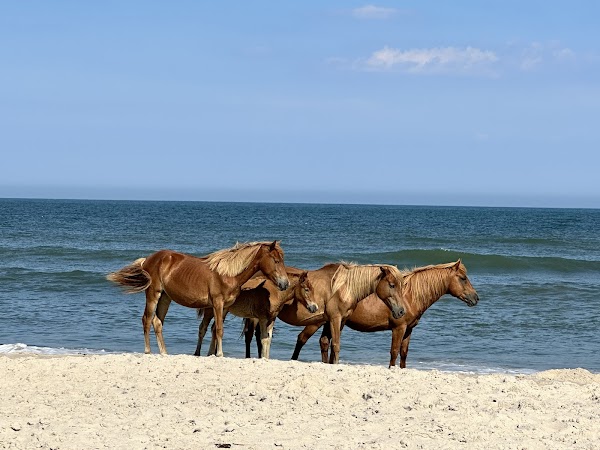 Assateague Island National Seashore 1