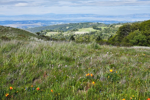 Russian Ridge Open Space Preserve 1