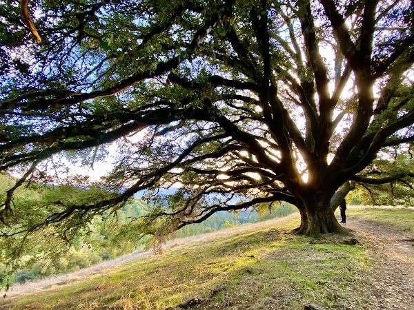Russian Ridge Open Space Preserve 2