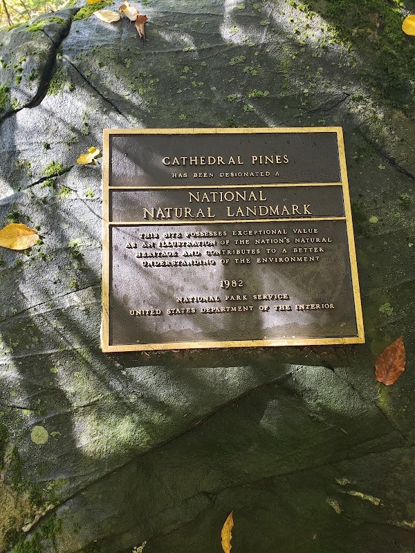 Cathedral Pines 3