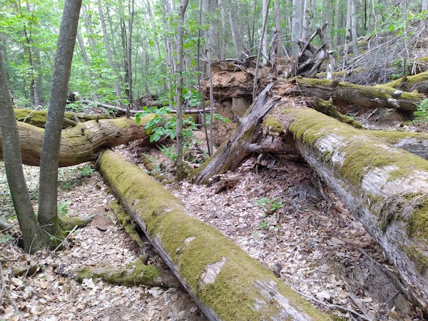 Cathedral Pines 2