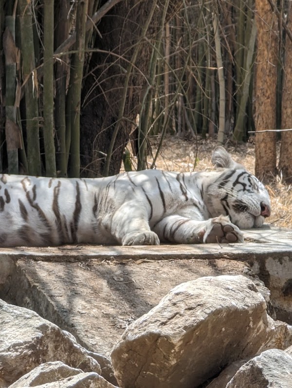 Bannerughatta National Park