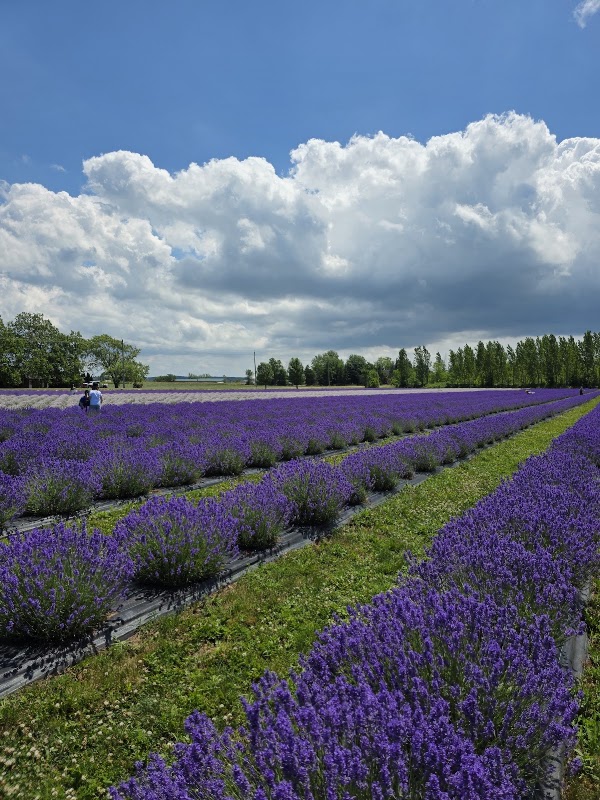 neob Lavender Flower Farm