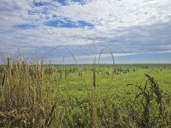 Yolo Basin Foundation