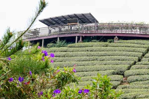 碧湖山觀光茶園